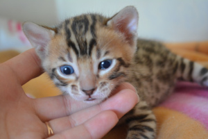 Photo №2 de l'annonce № 1745 de la vente bengal - acheter à Fédération de Russie de la fourrière