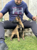 Photo №3. Chien de berger belge - Malinois. Serbie