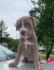 Photos supplémentaires: Chiots pitbull à vendre