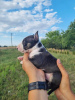 Photos supplémentaires: Bull Terrier miniature FCI