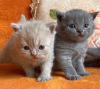 Photo №4. Je vais vendre british shorthair en ville de Sacramento. annonce privée - prix - 246€