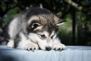 Photo №2 de l'annonce № 7097 de la vente malamute de l'alaska - acheter à Fédération de Russie éleveur