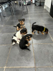 Photo №1. jack russell terrier - à vendre en ville de Londres | négocié | Annonce №120227