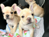 Photo №1. bouledogue - à vendre en ville de Tallinn | négocié | Annonce №124646