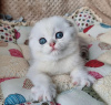 Photo №1. scottish fold - à vendre en ville de Los Angeles | 284€ | Annonce № 99296