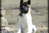 Photo №3. Chiots Akita au caractère bien socialisé. USA