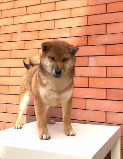 Photo №3. Shiba Inu mâle. Fédération de Russie