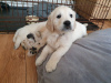 Photo №1. golden retriever - à vendre en ville de Munich | 400€ | Annonce №99650