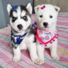 Photo №1. husky de sibérie - à vendre en ville de Флорида Сити | 379€ | Annonce №127292