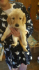 Photo №1. golden retriever - à vendre en ville de Düren | 315€ | Annonce №88605