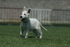 Photo №1. berger blanc suisse - à vendre en ville de Šabac | négocié | Annonce №111312