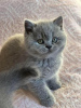 Photo №2 de l'annonce № 96116 de la vente british shorthair - acheter à Allemagne de la fourrière, de l'abri, éleveur