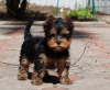 Photo №1. yorkshire terrier - à vendre en ville de Düsseldorf | 265€ | Annonce №119352