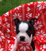 Photo №3. Adorables chiots Boston Terrier en adoption gratuite. Allemagne