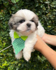 Photo №2 de l'annonce № 42910 de la vente shih tzu - acheter à USA éleveur