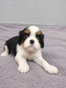 Photos supplémentaires: Chiots Cavalier King Charles Spaniel de race pure parfaite.