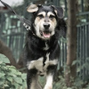 Photo №1. chien bâtard - à vendre en ville de Москва | Gratuit | Annonce №75097
