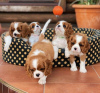 Photo №1. cavalier king charles spaniel - à vendre en ville de Bournemouth | négocié | Annonce №71135