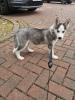 Photo №1. husky de sibérie - à vendre en ville de Vantaa | 320€ | Annonce №123482