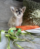 Photo №2 de l'annonce № 98466 de la vente chihuahua - acheter à Allemagne annonce privée, de la fourrière, de l'abri, éleveur