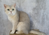 Photo №2 de l'annonce № 108555 de la vente british shorthair - acheter à Emirats Arabes Unis éleveur