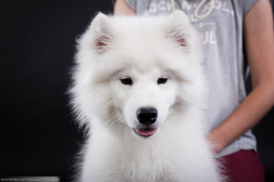 Photo №3. Samoyed. Garçon intelligent. Fédération de Russie