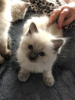 Photo №4. Je vais vendre ragdoll en ville de Sydney. annonce privée - prix - 331€