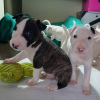 Photo №2 de l'annonce № 109162 de la vente bull terrier - acheter à Allemagne annonce privée