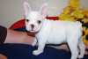 Photo №4. Je vais vendre bouledogue en ville de Гамбург. annonce privée - prix - 360€