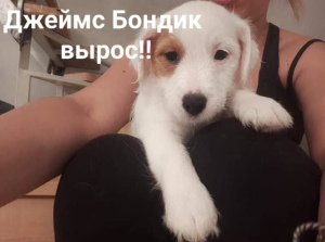 Photo №4. Je vais vendre jack russell terrier en ville de Moscou. éleveur - prix - 709€