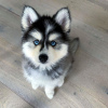 Photo №1. husky de sibérie - à vendre en ville de Oulu | négocié | Annonce №94437