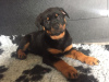 Photo №2 de l'annonce № 47501 de la vente rottweiler - acheter à Allemagne annonce privée