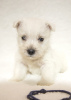 Photo №4. Je vais vendre west highland white terrier en ville de Tiraspol. de la fourrière - prix - 800€