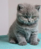 Photo №3. Chatons British Shorthair Business WhatsApp 37256062792. La finlande