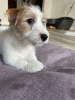 Photo №1. jack russell terrier - à vendre en ville de Varsovie | négocié | Annonce №41740