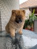 Photos supplémentaires: Mâles Chow Chow