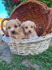 Photo №3. Chiots Maltipoo. Serbie