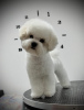 Photo №3. Chiot femelle Bichon Frise. Serbie