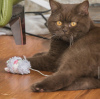 Photo №1. british shorthair - à vendre en ville de Berlin | 800€ | Annonce № 101796