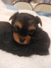 Photo №3. Chiots Yorkshire Terrier. La Lettonie