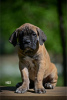 Photo №2 de l'annonce № 99736 de la vente cane corso - acheter à Serbie éleveur