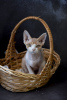 Photo №1. devon rex - à vendre en ville de Буффало Гров | négocié | Annonce № 41545