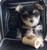 Photo №1. yorkshire terrier - à vendre en ville de Naperville | 473€ | Annonce №111888