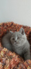 Photo №4. Je vais vendre british shorthair en ville de Los Angeles. éleveur - prix - 568€