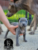 Photos supplémentaires: Chiots pitbull terrier américain