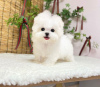 Photo №1. bichon maltais - à vendre en ville de New York Mills | Gratuit | Annonce №86371