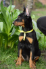 Photos supplémentaires: chiots dobermann