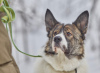 Photo №2 de l'annonce № 30218 de la vente chien bâtard - acheter à Fédération de Russie annonce privée