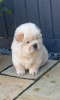 Photo №1. chow-chow - à vendre en ville de Barnsdall | 284€ | Annonce №107208