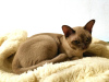 Photos supplémentaires: chatons burmése anglais